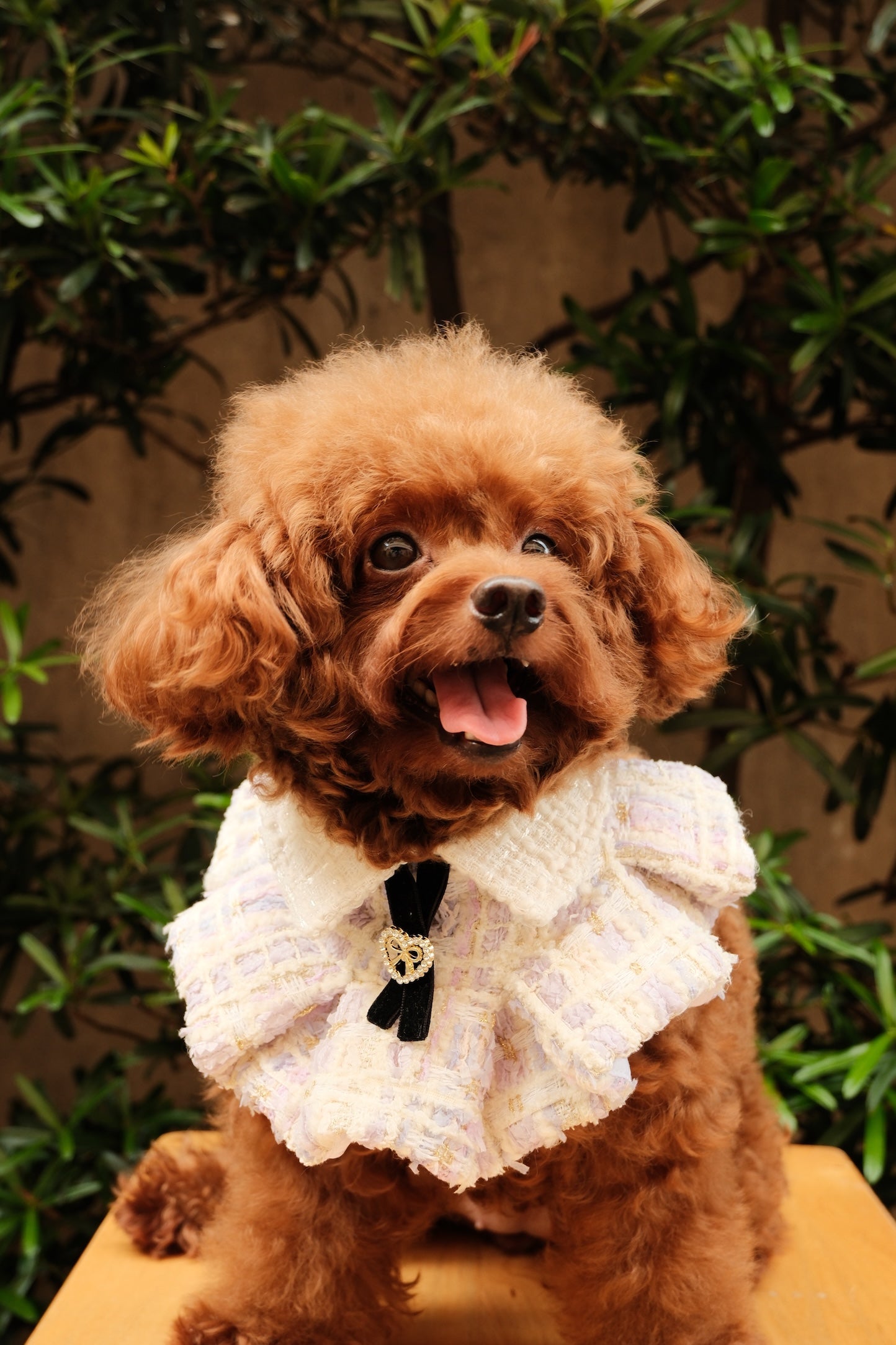 Aeri Ruffled Cape